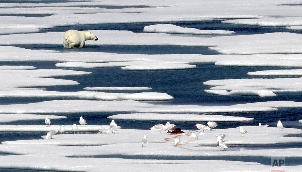  A polar bear walks away after feasting on the carcass of a seal on the ice in the Franklin Strait in the Canadian Arctic Archipelago, Saturday, July 22, 2017. No Arctic creatures have become more associated with climate change than polar bears. The 