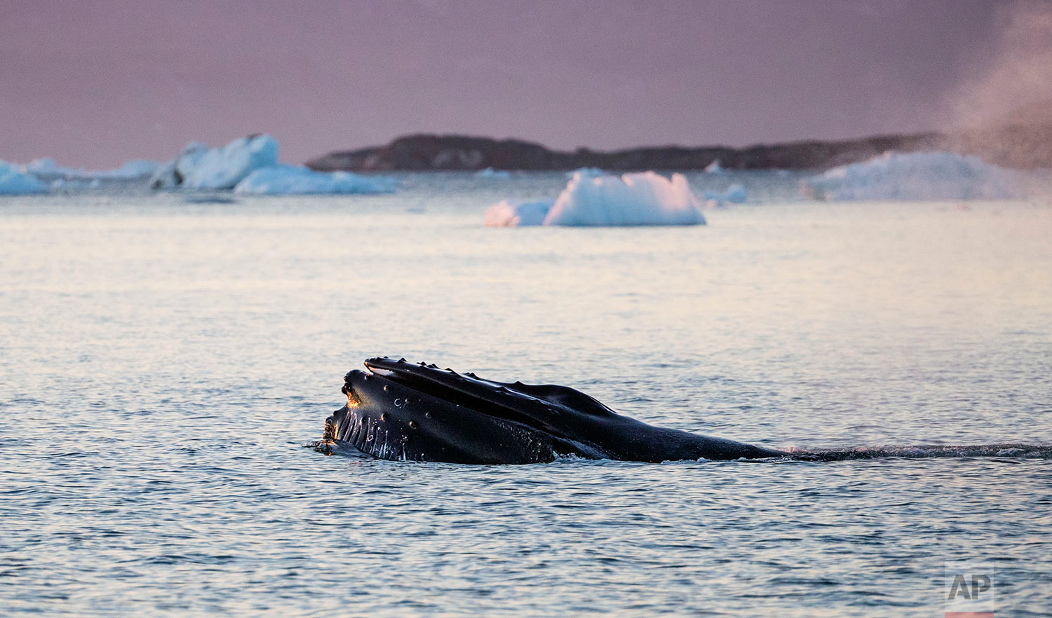  The mouth of a humpback whale emerges while swimming in the Nuup Kangerlua Fjord near Nuuk in southwestern Greenland, Tuesday, Aug. 1, 2017. Algae that cling to the underside of sea ice are losing their habitat. If they vanish, the impact will be fe