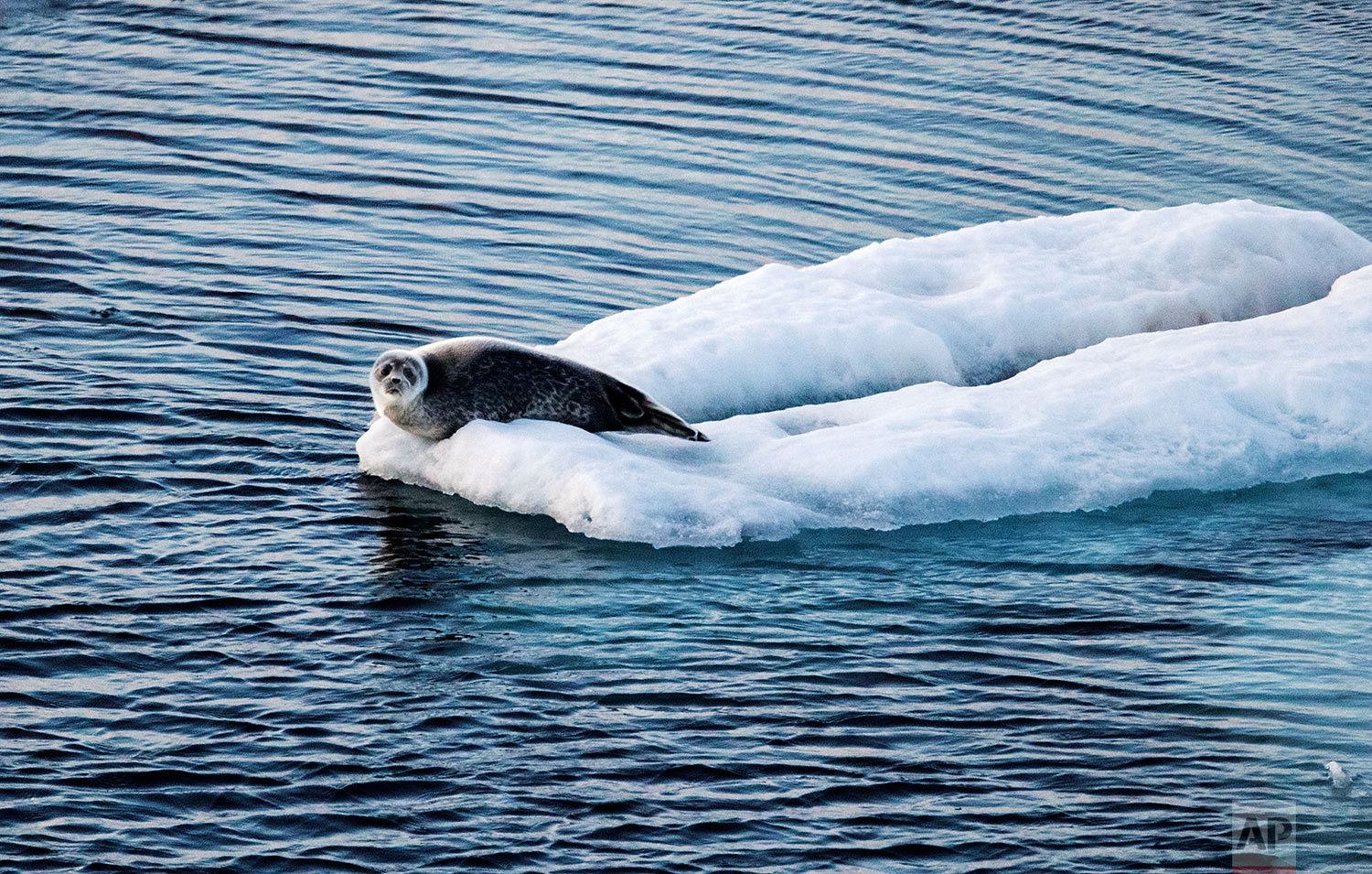  A seal sits on sea ice floating in the Victoria Strait in the Canadian Arctic Archipelago, Friday, July 21, 2017. "People are so far removed from the Arctic that they don't understand it, they don't know it and they don't love it," said Paula von We