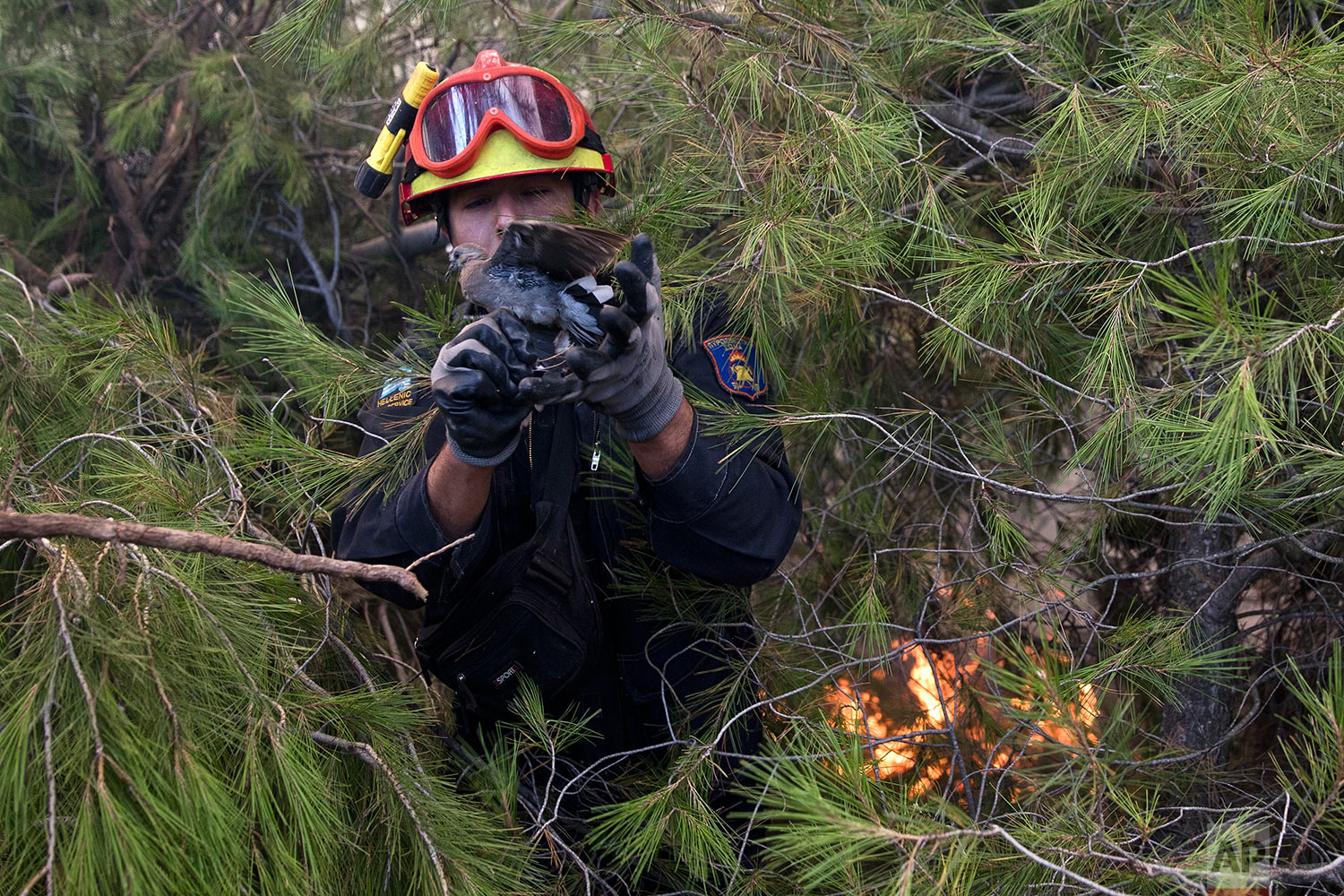 Greece Forest Fire