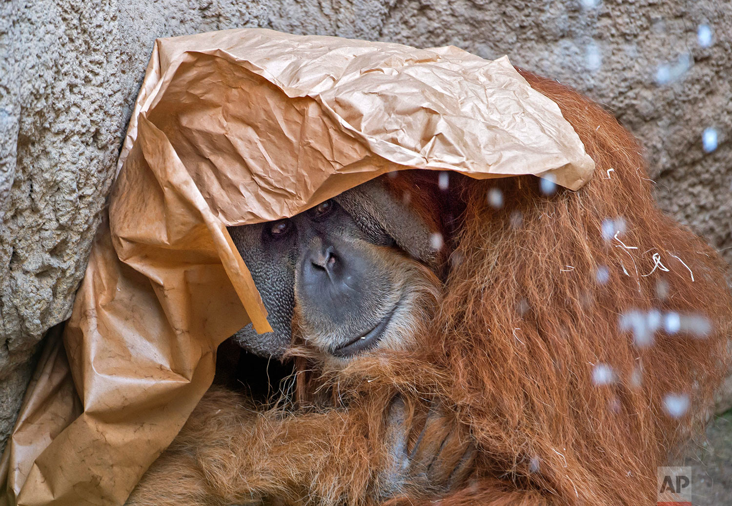 Germany Weather Zoo