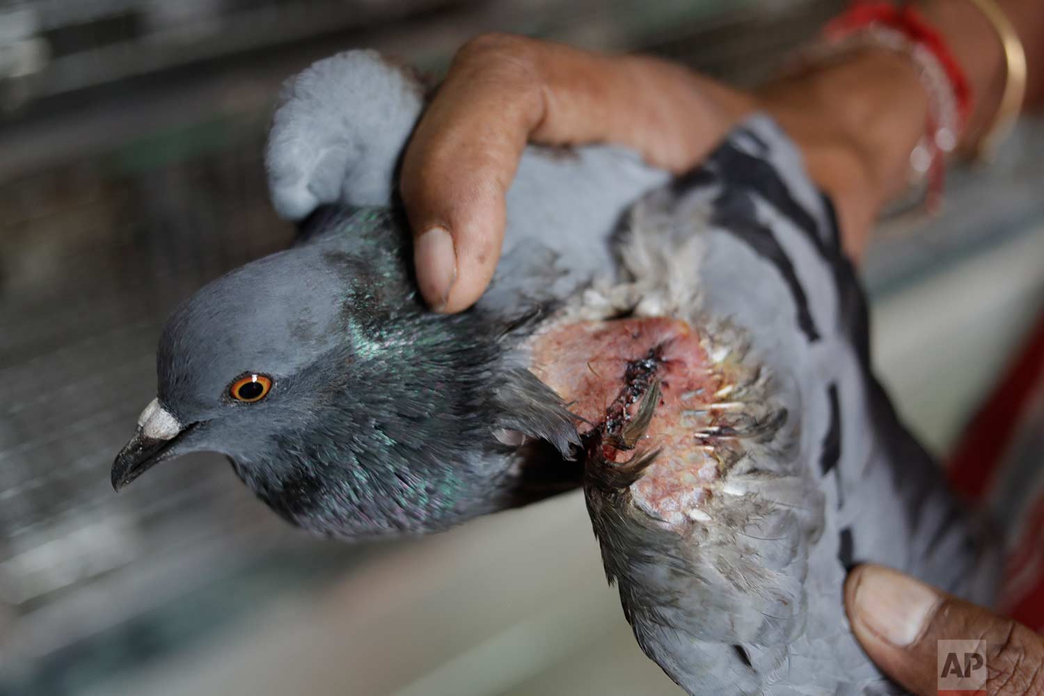  In this Wednesday, Aug. 16, 2017 photo, a helper displays injury caused by kite strings on a pigeon at the Charity Birds Hospital in New Delhi, India. (AP Photo/Tsering Topgyal) 