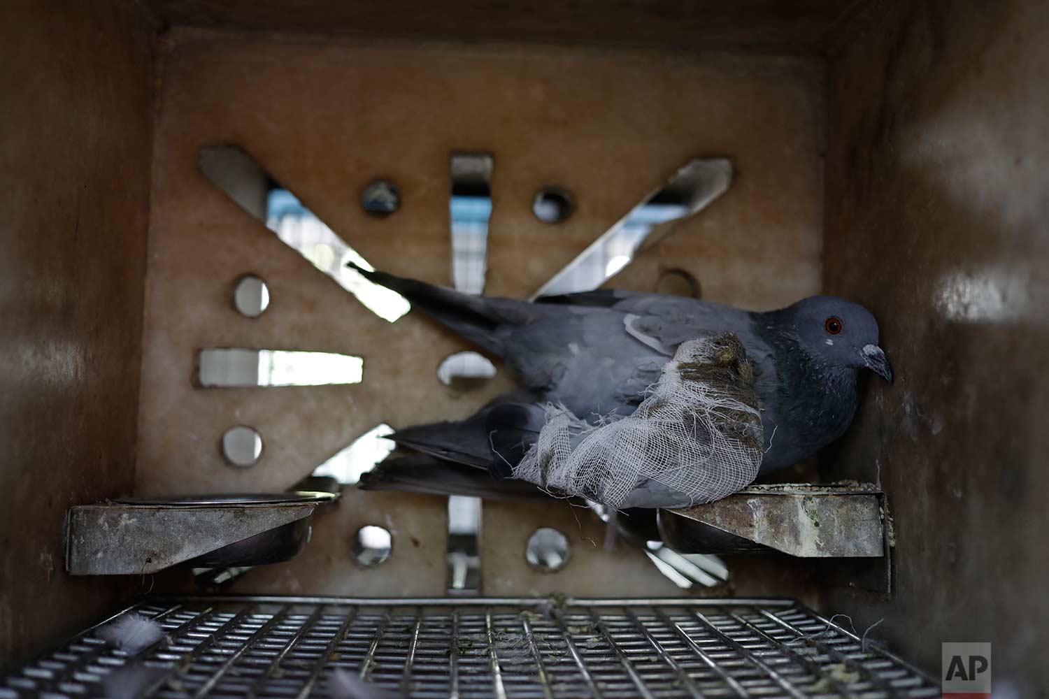  In this Wednesday, Aug. 16, 2017 photo, a pigeon injured by kite strings rests inside a cage at the Charity Birds Hospital in New Delhi, India. (AP Photo/Tsering Topgyal) 