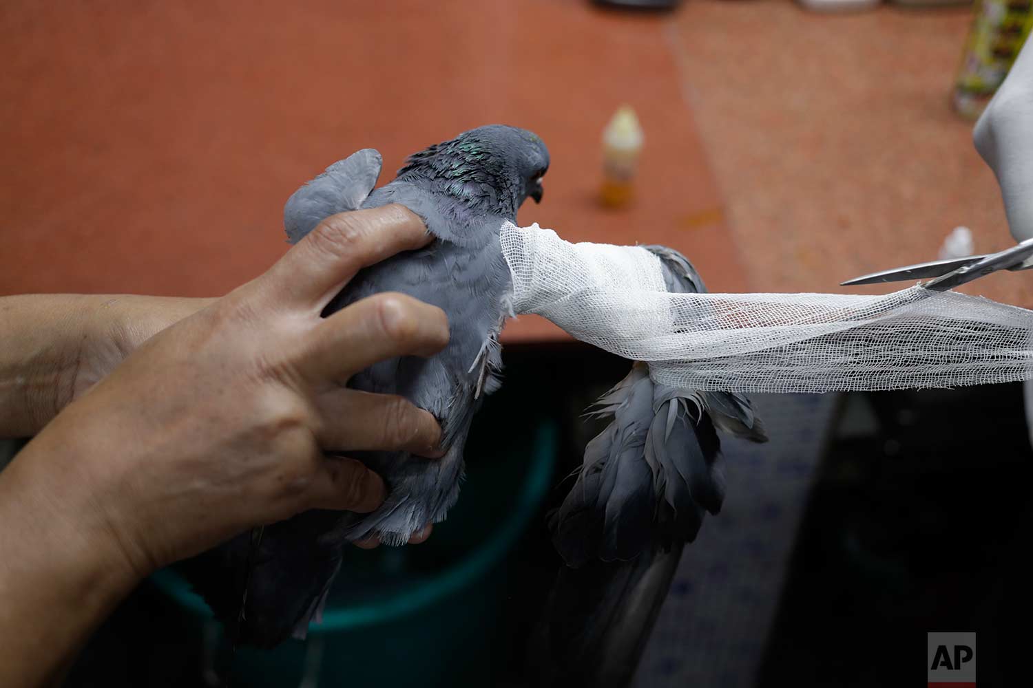  In this Wednesday, Aug. 16, 2017 photo, a pigeon injured by a kite string is treated at Charity Birds Hospital in New Delhi, India. (AP Photo/Tsering Topgyal) 