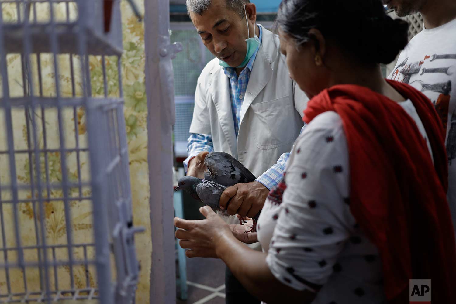  In this Wednesday, Aug. 16, 2017 photo, veterinarian Rameshwar Yadav, 51, treats a pigeon injured by kite strings at Charity Birds Hospital in New Delhi, India. (AP Photo/Tsering Topgyal) 