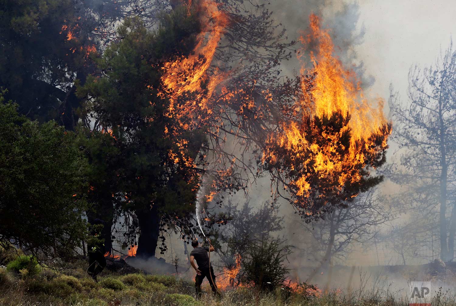 A volunteer tries to extinguish burning trees during a forest fire near Kapandriti, Greece, north of Athens, Tuesday, Aug. 15, 2017.(AP Photo/Ioanna Spanou) 