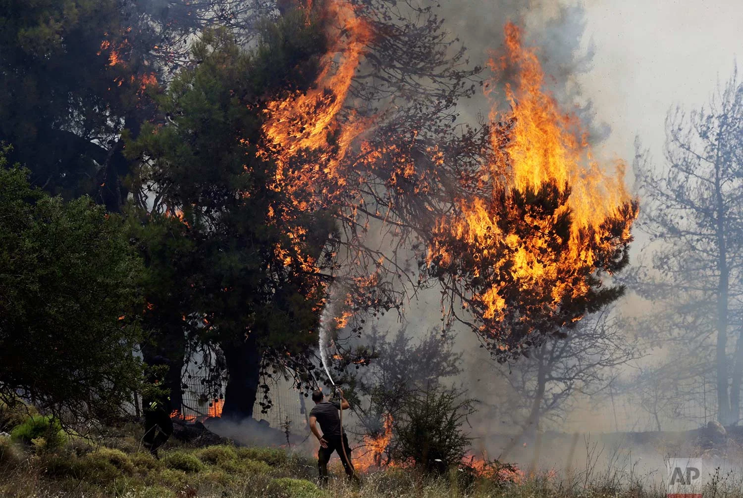 A volunteer tries to extinguish burning trees during a forest fire near Kapandriti, Greece, north of Athens, Tuesday, Aug. 15, 2017.(AP Photo/Ioanna Spanou)