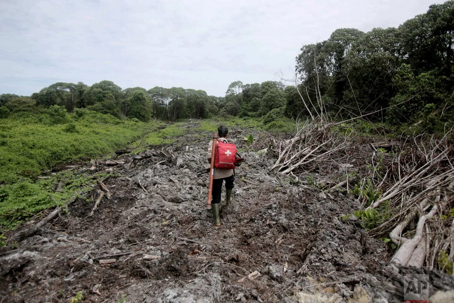 In this Thursday, Aug. 10, 2017 photo, Pandu Wibisono, a conservationist of the Sumatran Orangutan Conservation Program (SOCP), carries a medical pack and tranquilizer rifle during a rescue operation for orangutans trapped in a swath of disrupted forest near a palm oil plantation at Tripa peat swamp in Aceh province, Indonesia. (AP Photo/Binsar Bakkara)