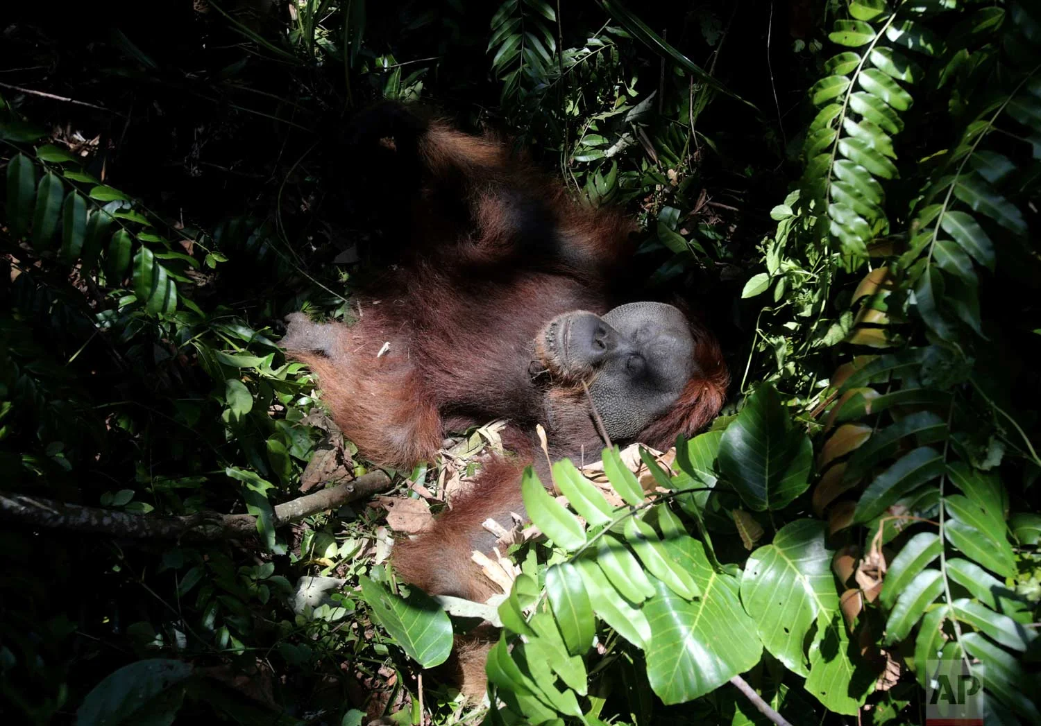 In this Thursday, Aug. 10, 2017 photo, a tranquilized orangutan lies on the ground before being relocated from a swath of forest near a palm oil plantation at Tripa peat swamp in Aceh province, Indonesia. (AP Photo/Binsar Bakkara)