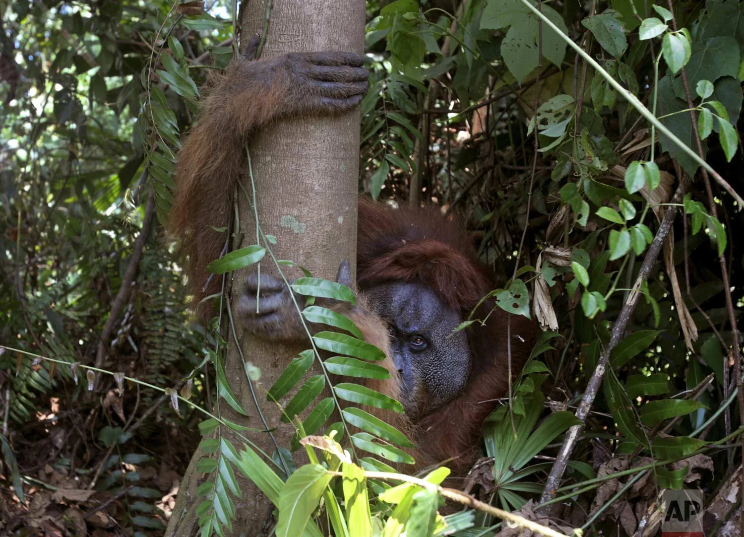 In this Thursday, Aug. 10, 2017 photo, a tranquilized male orangutan holds on to a tree as it's being rescued from a swath of forest located too close to a palm oil plantation at Tripa peat swamp in Aceh province, Indonesia. (AP Photo/Binsar Bakkara)