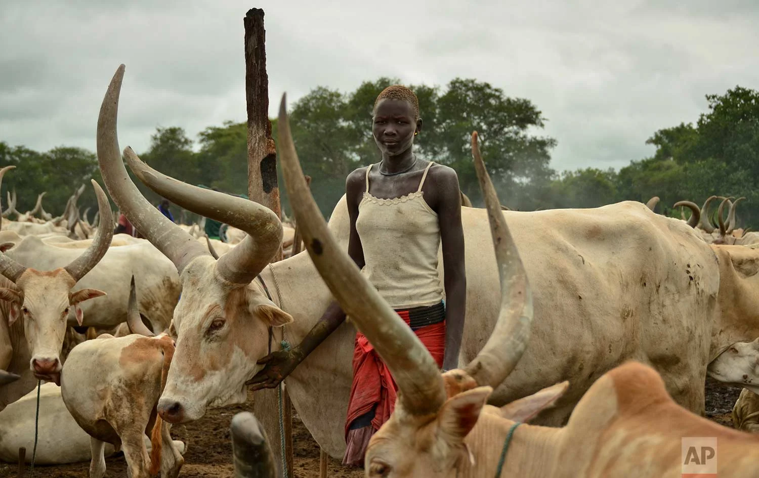 In this photo taken Monday, July 31, 2017, Amat, 17, who is not married but expects to be soon, tends to cattle at the camp where she grew up outside the town of Rumbek, South Sudan. (AP Photo/Mariah Quesada)