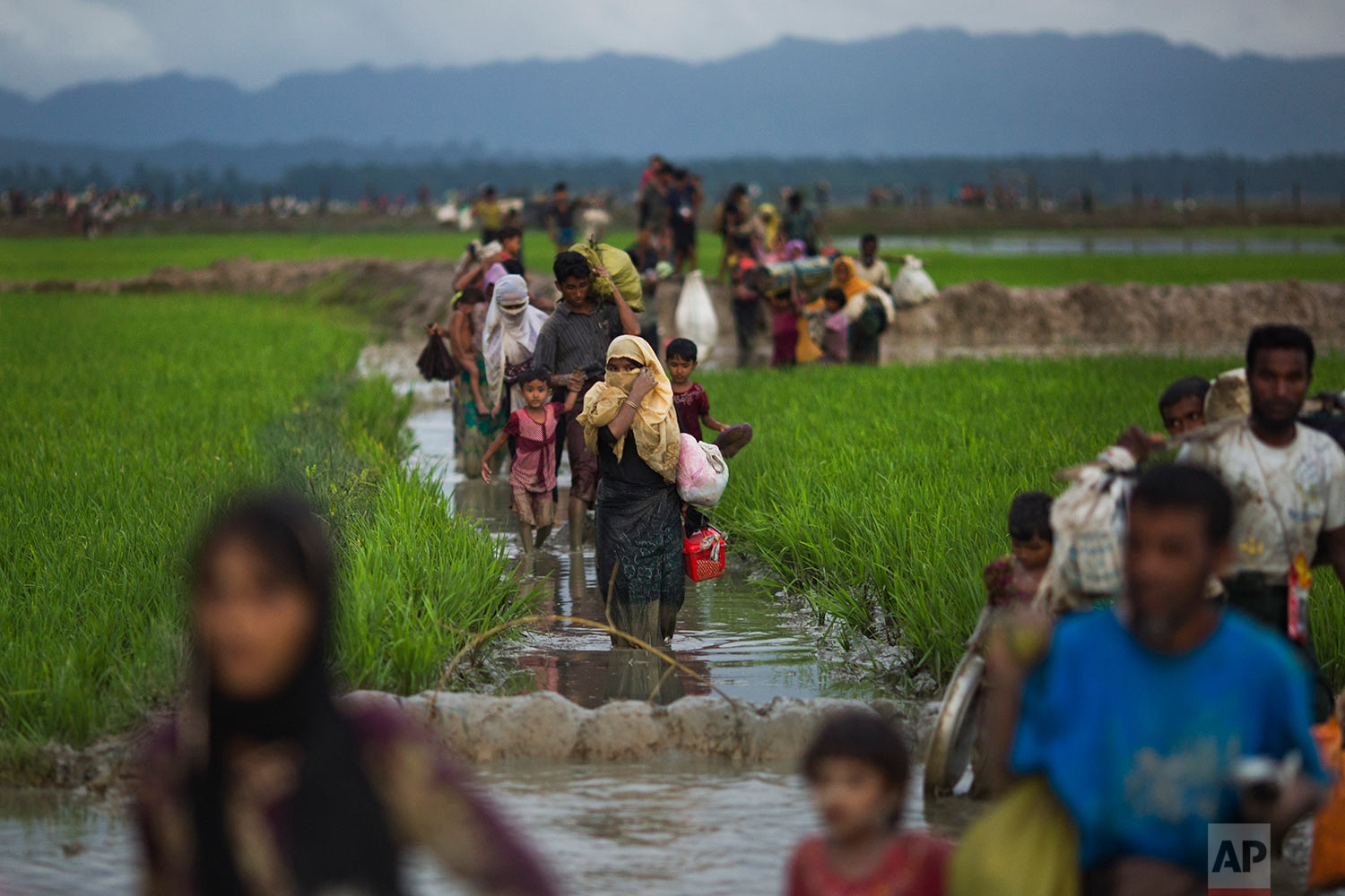  Myanmar's Rohingya ethnic minority members walk through rice fields after crossing over to the Bangladesh side of the border near Cox's Bazar's Teknaf area, Friday, Sept. 1, 2017. Thousands of Rohingya Muslims are pouring into Bangladesh, part of an