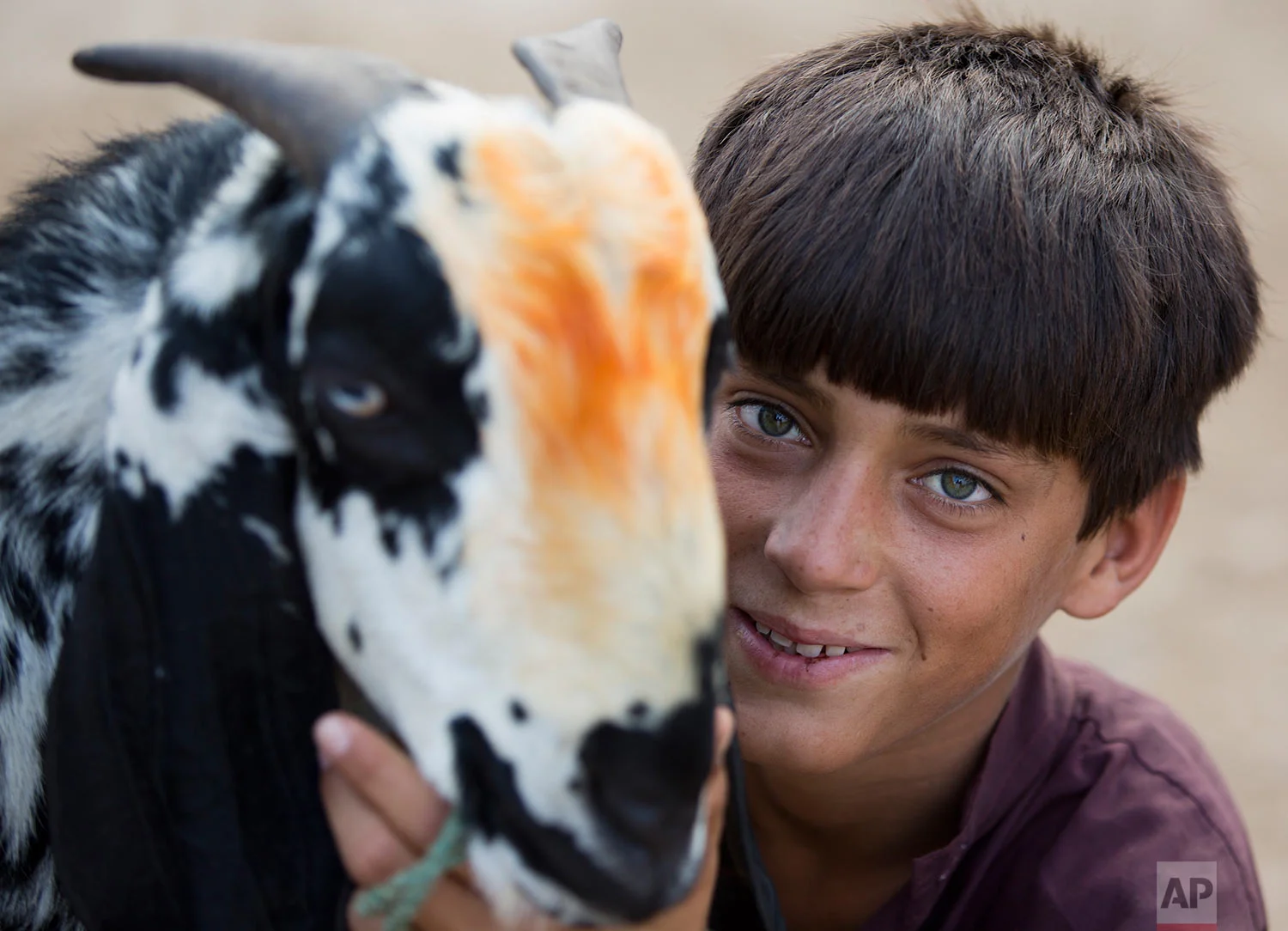 Ibrahim poses with his animal at a cattle market ahead of Muslim Eid al-Adha holiday in Islamabad, Pakistan, Friday, Aug. 25, 2017. Eid al-Adha, or Feast of Sacrifice, most important Islamic holiday marks the willingness of the Prophet Ibrahim (Abra