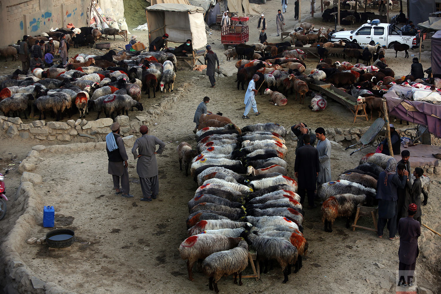  Afghan livestock merchants display animals for sale prior to the upcoming Eid al-Adha holiday, at a market in Kabul, Afghanistan, Tuesday, Aug. 29, 2017. (AP Photo/Rahmat Gul) 