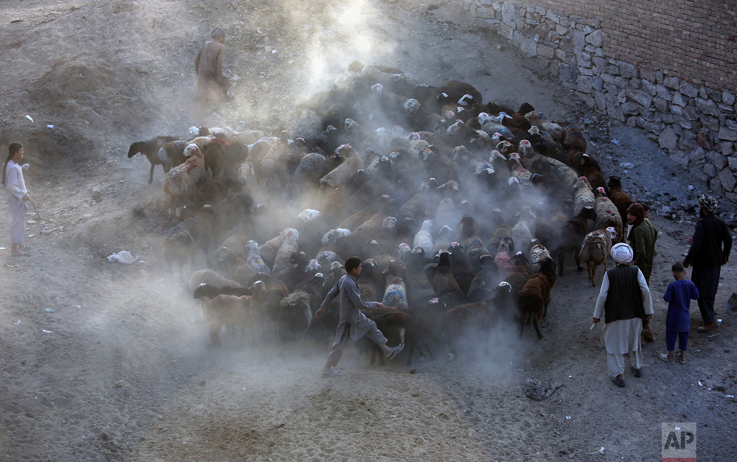  Afghan livestock merchants display animals for sale prior to the upcoming Eid al-Adha holiday, at a market in Kabul, Afghanistan, Tuesday, Aug. 29, 2017. (AP Photo/Rahmat Gul) 