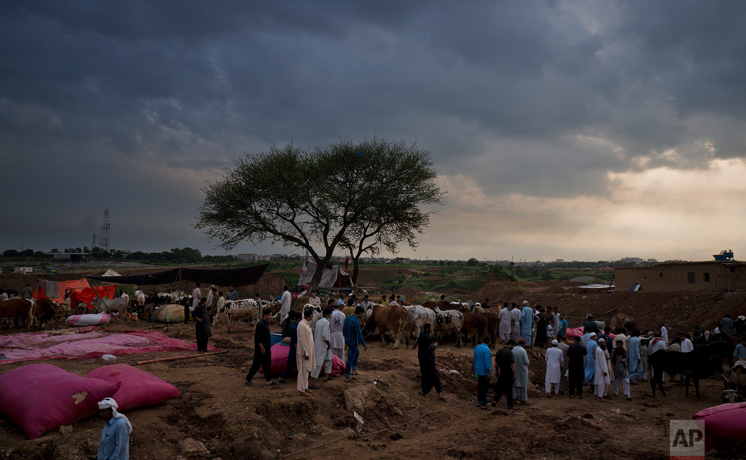  People visit a cattle market ahead of Muslim Eid al-Adha holiday in Islamabad, Pakistan, Friday, Aug. 25, 2017. (AP Photo/B.K. Bangash) 