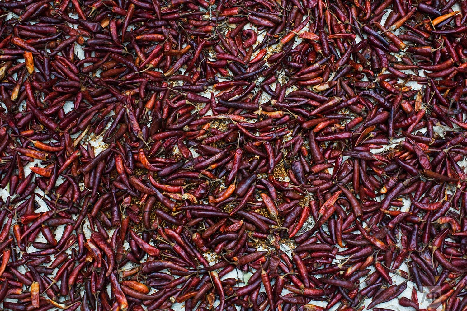 In this Thursday, Sept. 7, 2017 photo, red chilis are spread on a plastic sheet carried across the border from Myanmar into Bangladesh by fleeing Rohingya Muslim in Teknaf area. (AP Photo/Bernat Armangue)