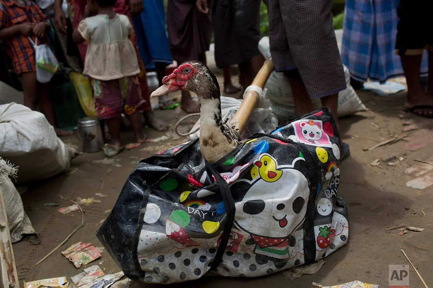 In this Thursday, Sept. 7, 2017 photo, a duck pops its neck out of a bag, carried across the border from Myanmar into Bangladesh by fleeing Rohingya Muslim in Teknaf area. (AP Photo/Bernat Armangue)