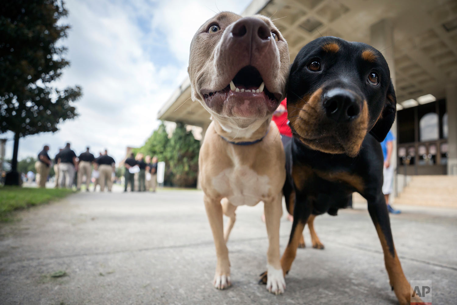  Two pet dogs wait while their owner registers them with the pet evacuation team at the Savannah Civic Center, Saturday, Sept., 9, 2017 in Savannah, Ga. (AP Photo/Stephen B. Morton) 