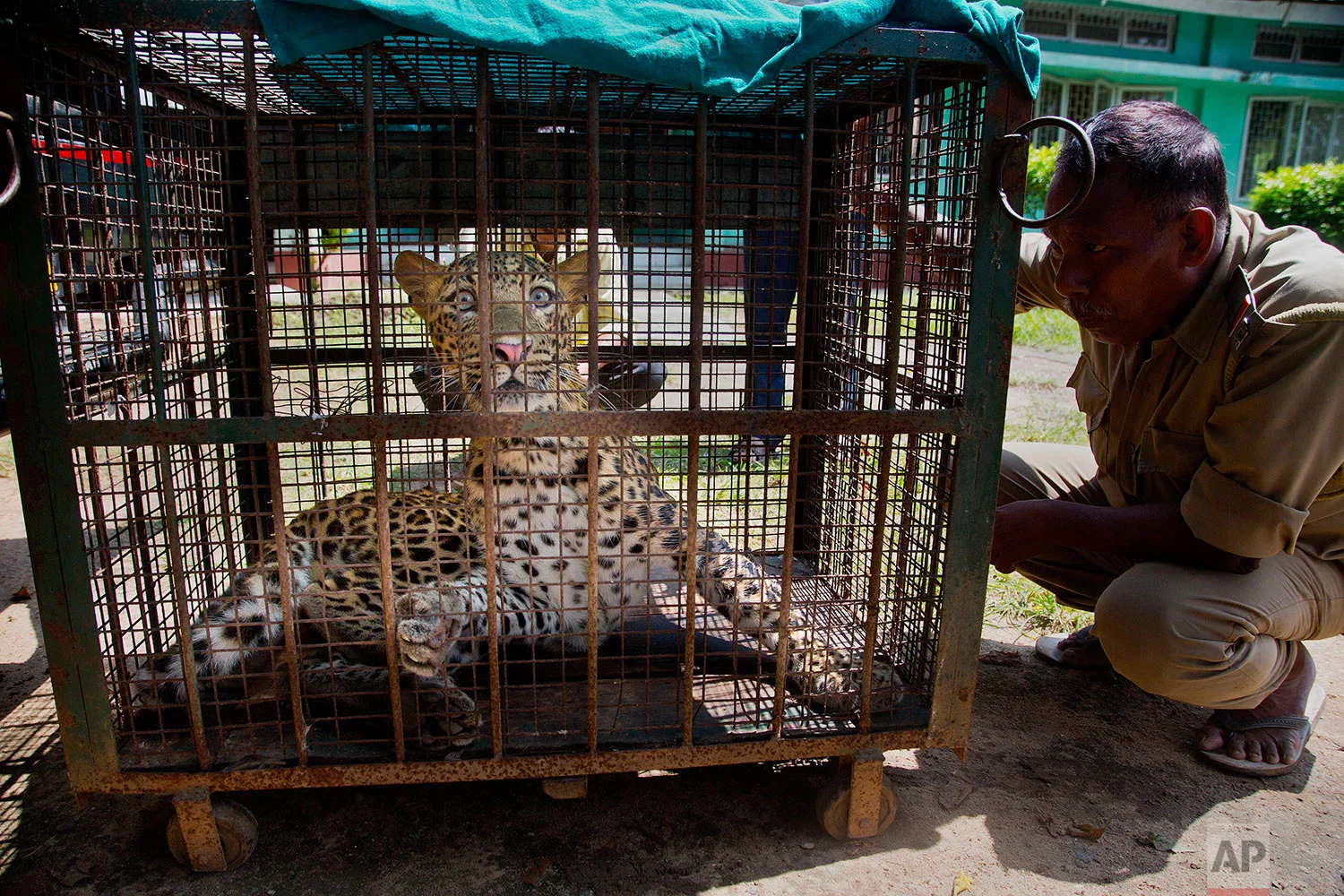 India Leopard