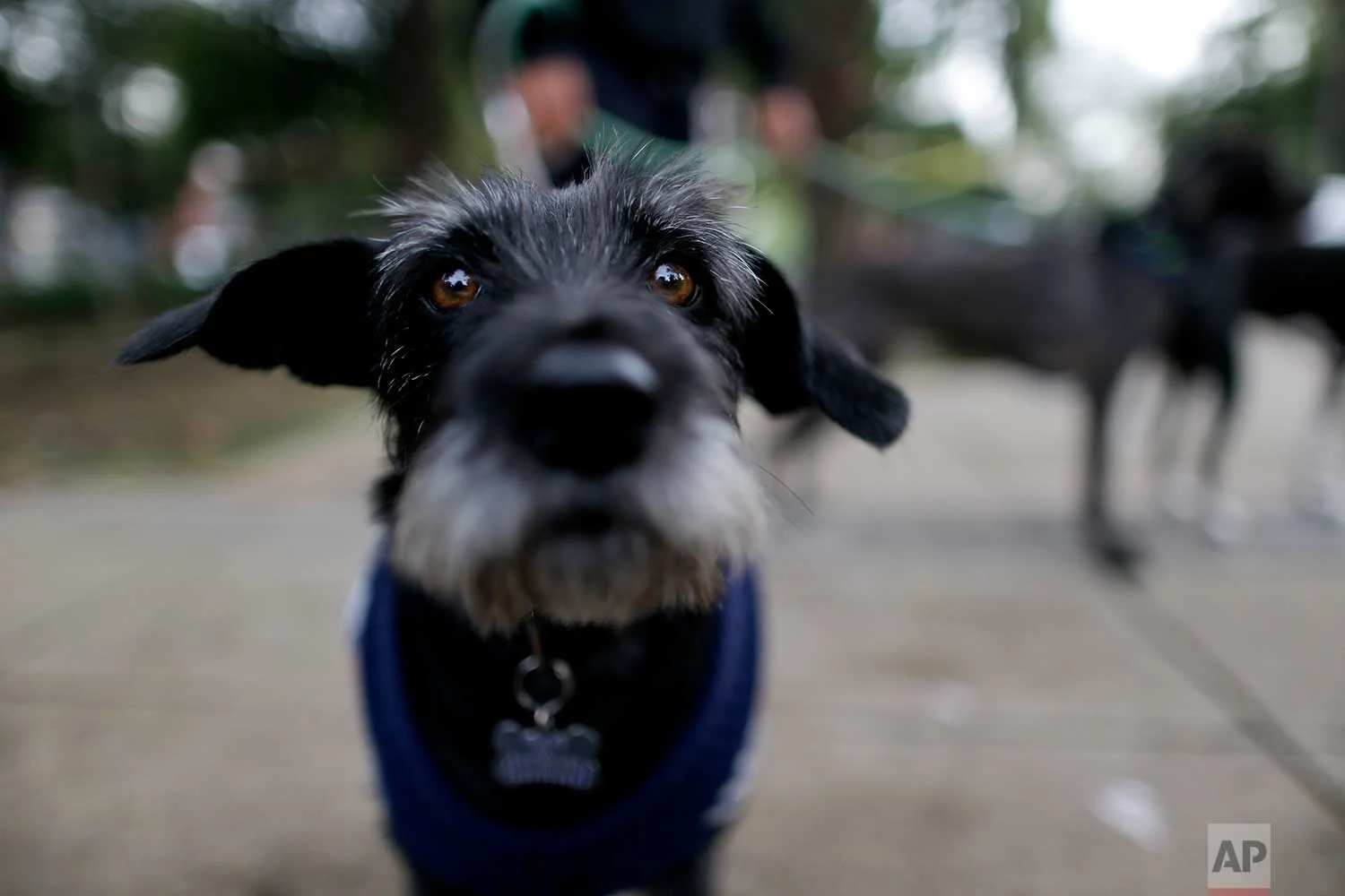 Nina eyes the camera while walking through a park in Mexico City, Friday, Sept. 22, 2017. Nina's owner had to abandon his home after Tuesday's magnitude 7.1 earthquake. She is now being looked after by a friend until her owner can find a place suitable for pets, or is able to return to their home. (AP Photo/Natacha Pisarenko)