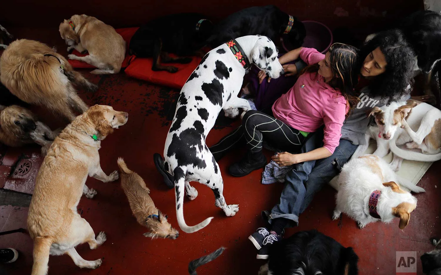 Jair and Mariam Luzan interact with their pets as they pose for a picture in their temporary home in the aftermath of a 7.1-magnitude earthquake that made them abandon their animal rescue home with their 50 dogs and pet pig, in Mexico City, Friday, Sept. 22, 2017. (AP Photo/Natacha Pisarenko)