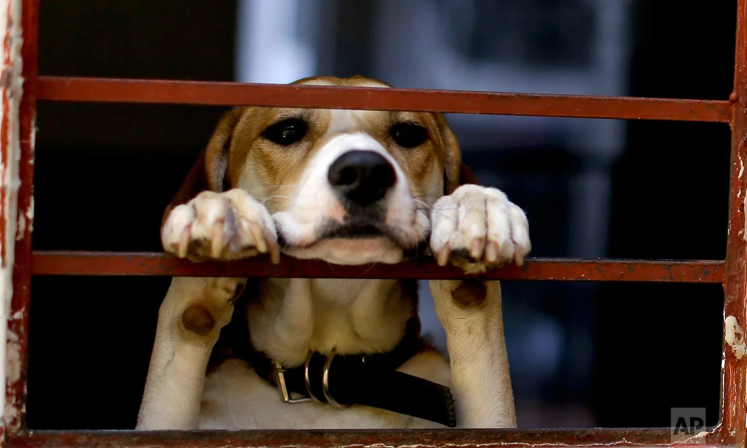 A dog found wandering the streets in the aftermath of a 7.1-magnitude earthquake, stands on his hind legs, looking out from "La Casa del Mestizo" animal shelter, in Mexico City, Friday, Sept. 22, 2017. Rescuers have found some animals skittishly wandering the streets and taken them to shelters. They know they are someone’s pet because they are clean, sociable and appear well cared for. (AP Photo/Natacha Pisarenko)