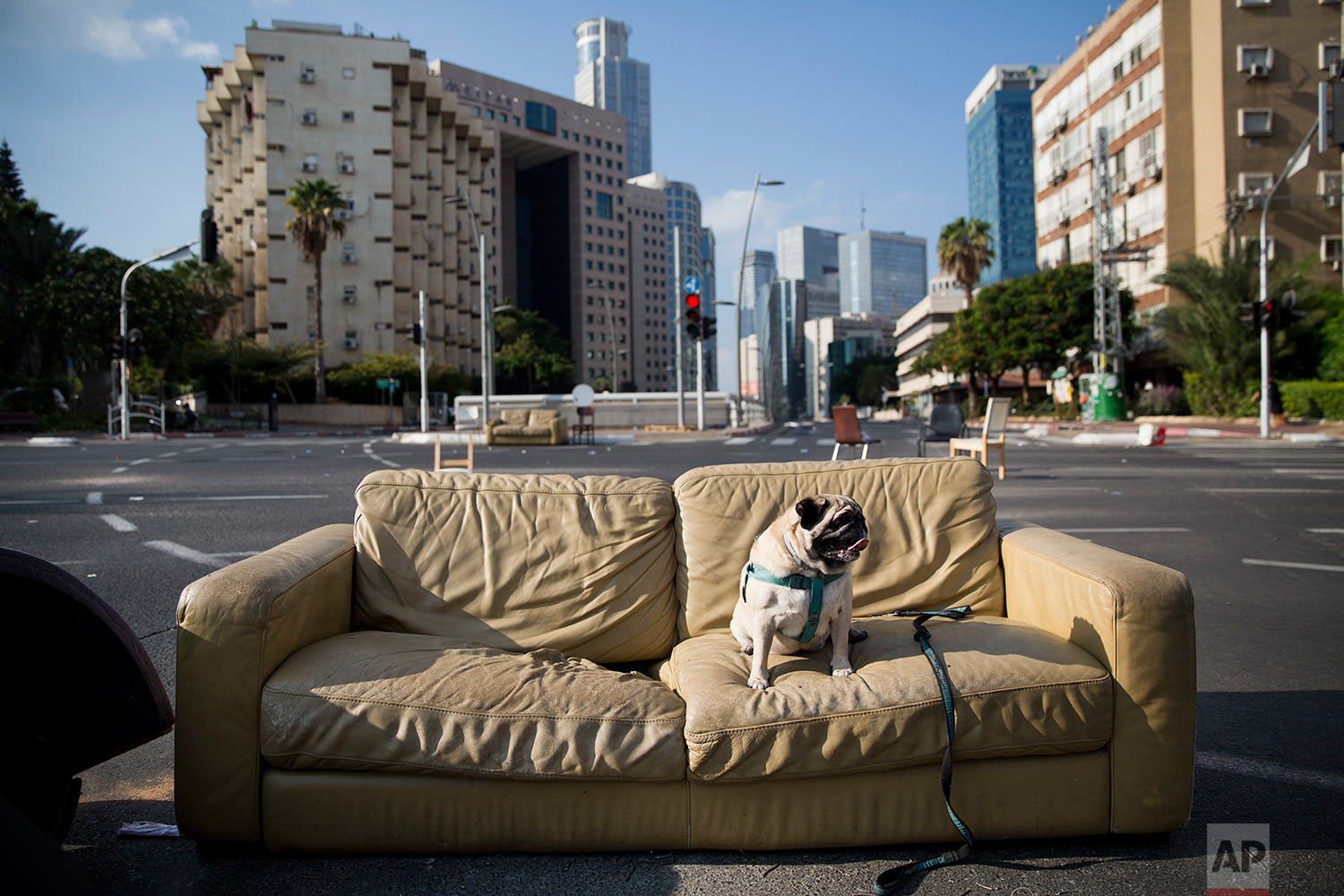  A dog sits on a sofa that has been placed on a car-free street during the Jewish holiday of Yom Kippur in Ramat Gan, Israel, Saturday, Sept. 30, 2017.(AP Photo/Oded Balilty) 