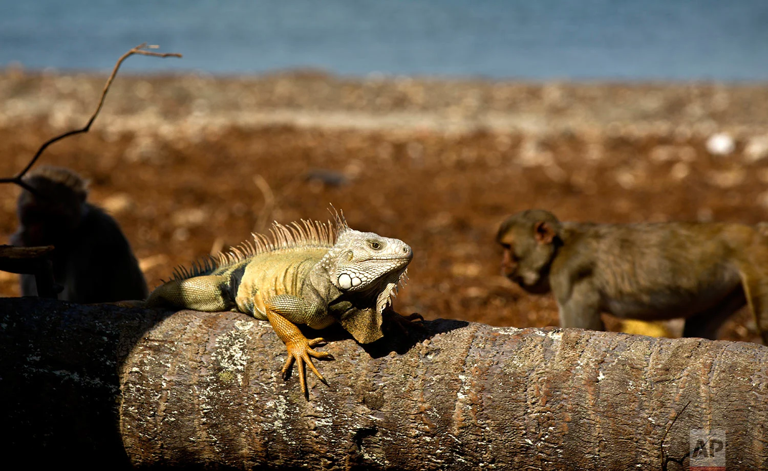 In this Wednesday, Oct. 4, 2017 photo, an iguana sunbathes as monkeys walk behind on Cayo Santiago, known as Monkey Island, in Puerto Rico, one of the world’s most important sites for research into how primates think, socialize and evolve. (AP Photo/Ramon Espinosa) 