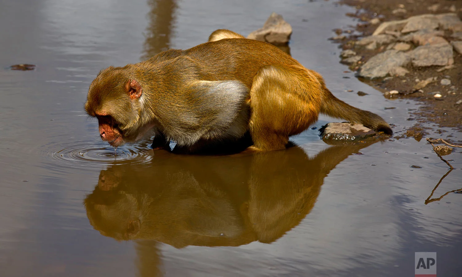 In this Wednesday, Oct. 4, 2017 photo, a monkey drinks from a puddle on Cayo Santiago, known as Monkey Island, in Puerto Rico, one of the world’s most important sites for research into how primates think, socialize and evolve. (AP Photo/Ramon Espinosa) 