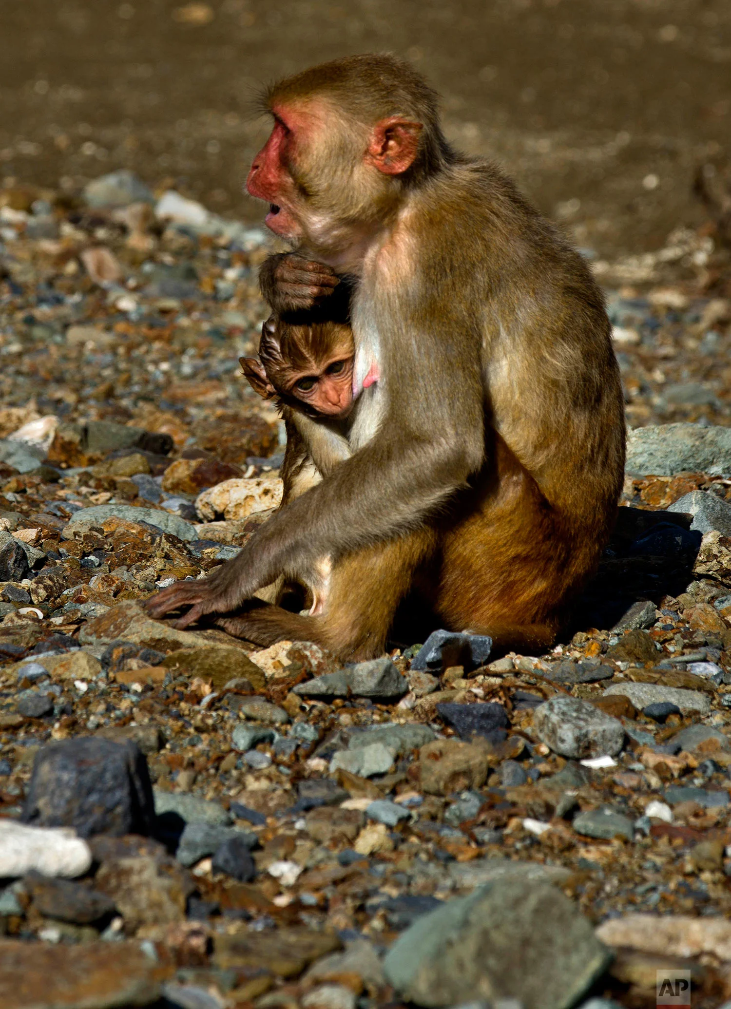 In this Wednesday, Oct. 4, 2017 photo, a female monkey holds her baby on Cayo Santiago, known as Monkey Island, in Puerto Rico, one of the world’s most important sites for research into how primates think, socialize and evolve. (AP Photo/Ramon Espinosa) 