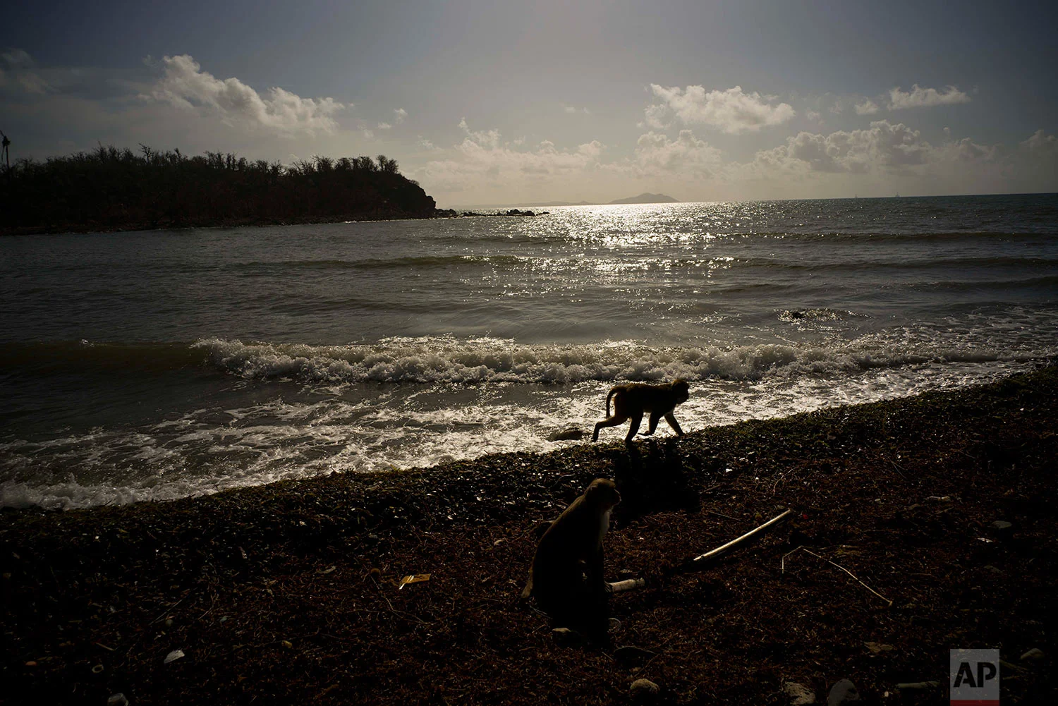 In this Wednesday, Oct. 4, 2017 photo, a monkey walks along the shore of Cayo Santiago, known as Monkey Island, in Puerto Rico, one of the world’s most important sites for research into how primates think, socialize and evolve. (AP Photo/Ramon Espinosa)