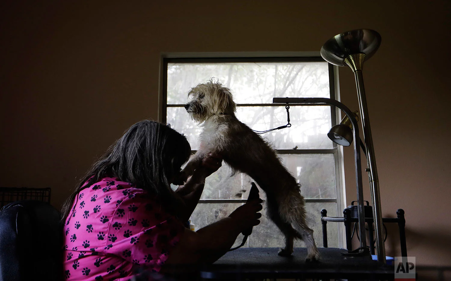 Lori Cox grooms a dog, rescued during the previous month's Hurricane Harvey, at her home in Beaumont, Texas, Wednesday, Sept. 27, 2017. The region's economy is tied to the petroleum industry more than in any other place in America: the concentration of people here employed by refineries is 81 times higher than the rest of the country. "For all these good jobs, we have to pay an environmental price. It's the trade-off. It's almost like we made this deal with the devil," said Cox. (AP Photo/David Goldman)