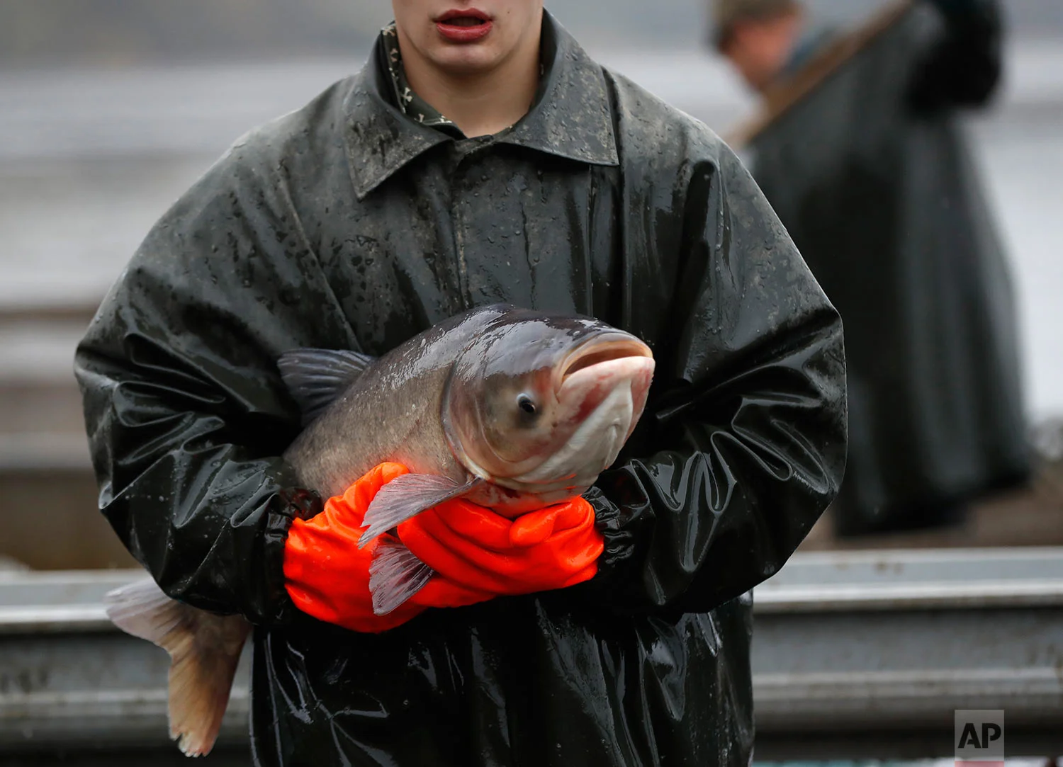 Czech Republic Fish Haul