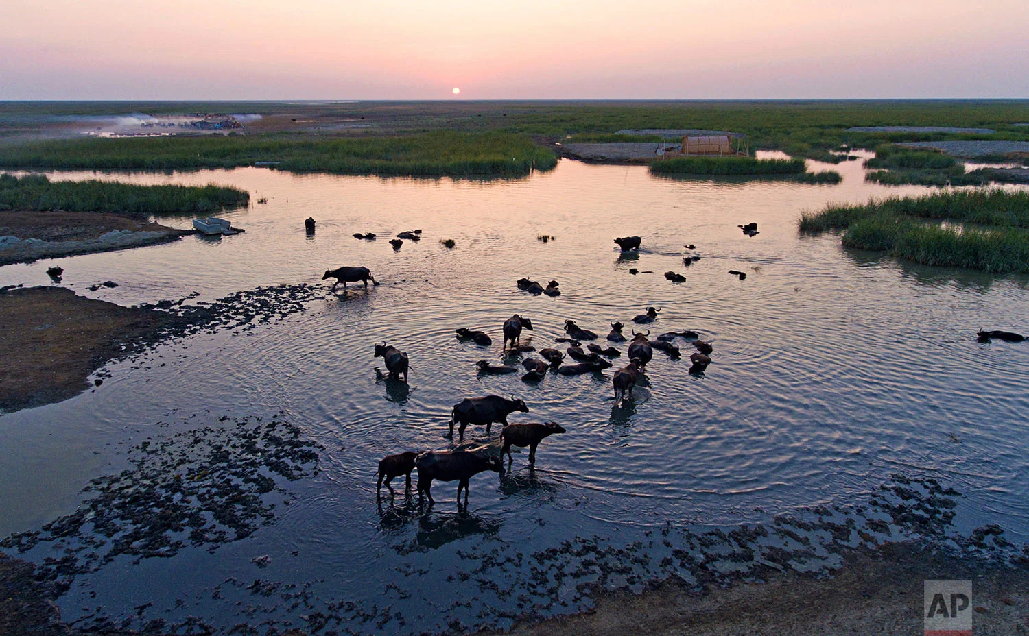 In this Monday, Sept. 11, 2017 photo, water buffalo wade in the Chabaish marsh in Nasiriyah, about 200 miles (320 kilometers) southeast of Baghdad, Iraq. Iraq’s southern marshes, a lush remnant of the cradle of civilization, were reborn after the 2003 fall of Saddam Hussein when residents dismantled dams he had built a decade earlier to drain the area in order to root out Shiite rebels. (AP Photo/Nabil al-Jurani)