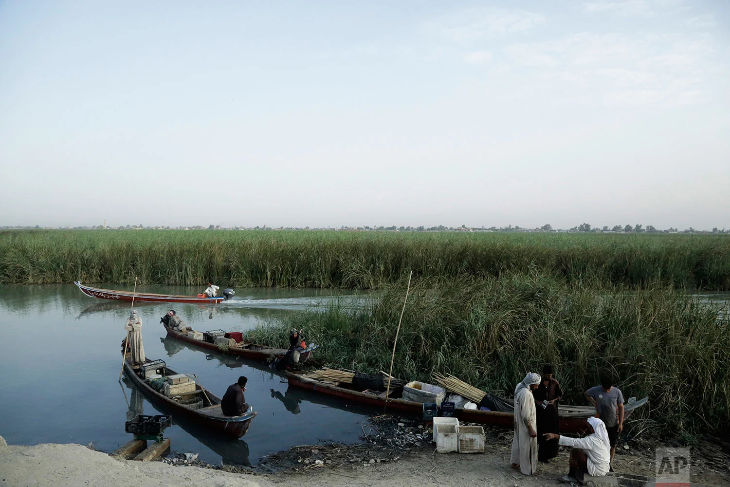 In this Sept. 10, 2017 photo, fishermen gather in the morning at an ad hoc market along a main canal in the marsh of Chabaish, Iraq. From here merchants buy fish to transport and sell to markets in the nearby cities of Nassariyah and Najaf in Iraq’s south. (AP Photo/Susannah George)