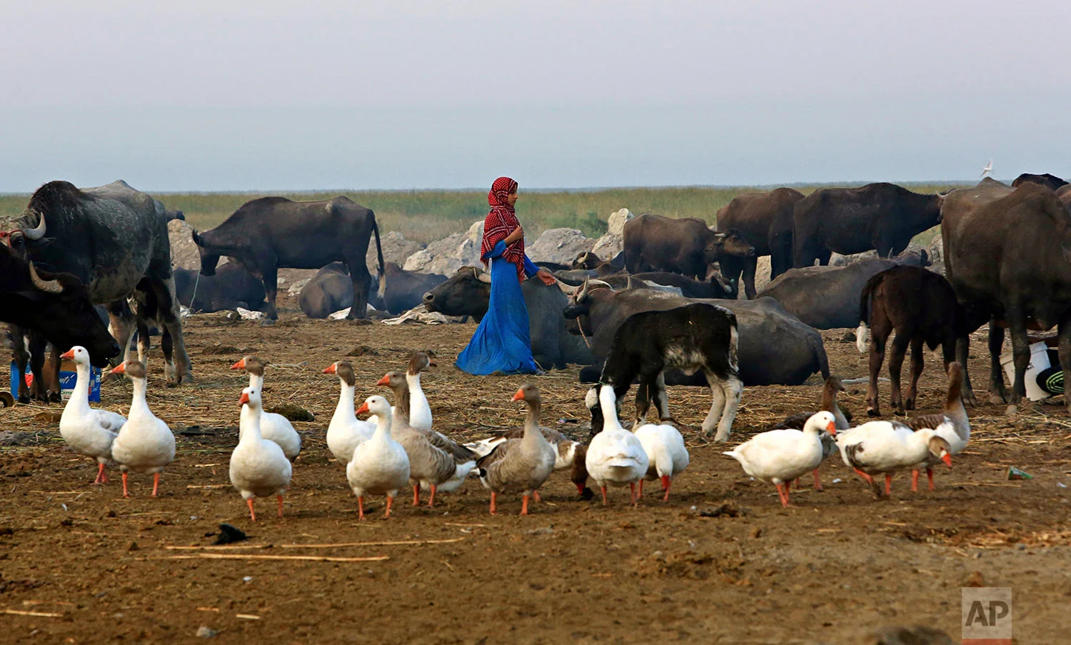 In this Monday, Sept. 11, 2017 photo, water buffalo and ducks gather in an island paddock during the sunset in the Chabaish marsh in Nasiriyah, about 200 miles (320 kilometers) southeast of Baghdad, Iraq. (AP Photo/Nabil al-Jurani)