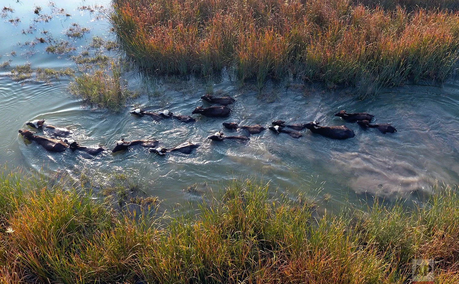 Water buffalo wade in the Chabaish marsh in the Maysan province of southern Iraq, Saturday, Jan. 7, 2017. (AP Photo/ Nabil al-Jurani)