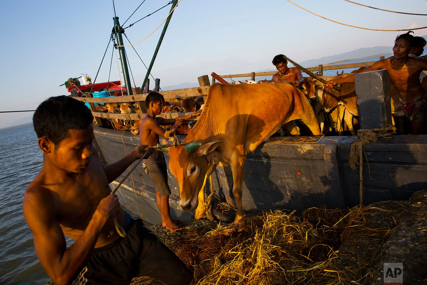 In this Nov. 4, 2017, photo, Myanmar cattle traders unload cows at Shah Porir Dwip dock, Bangladesh. (AP Photo/Bernat Armangue)