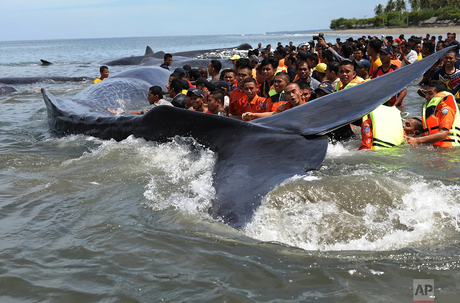 Indonesia Beached Whales