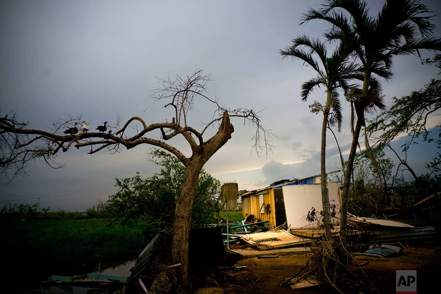 Ducks perch on the branch of a tree next to a home destroyed by Hurricane Maria in Toa Baja, Puerto Rico, Thursday, Oct. 12, 2017. (AP Photo/Ramon Espinosa)
