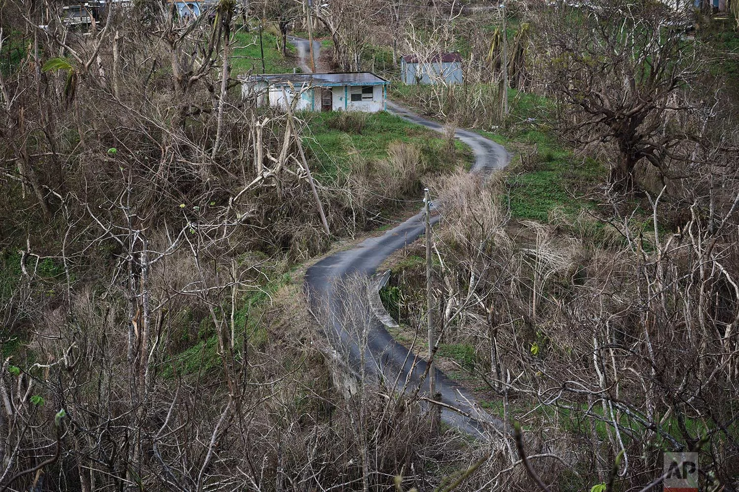 Trees stand barren in the aftermath of Hurricane Maria along a road in Montones Cuatro in the Piedrazul sector of Las Piedras, Puerto Rico, Monday, Oct. 2, 2017. (AP Photo/Carlos Giusti)