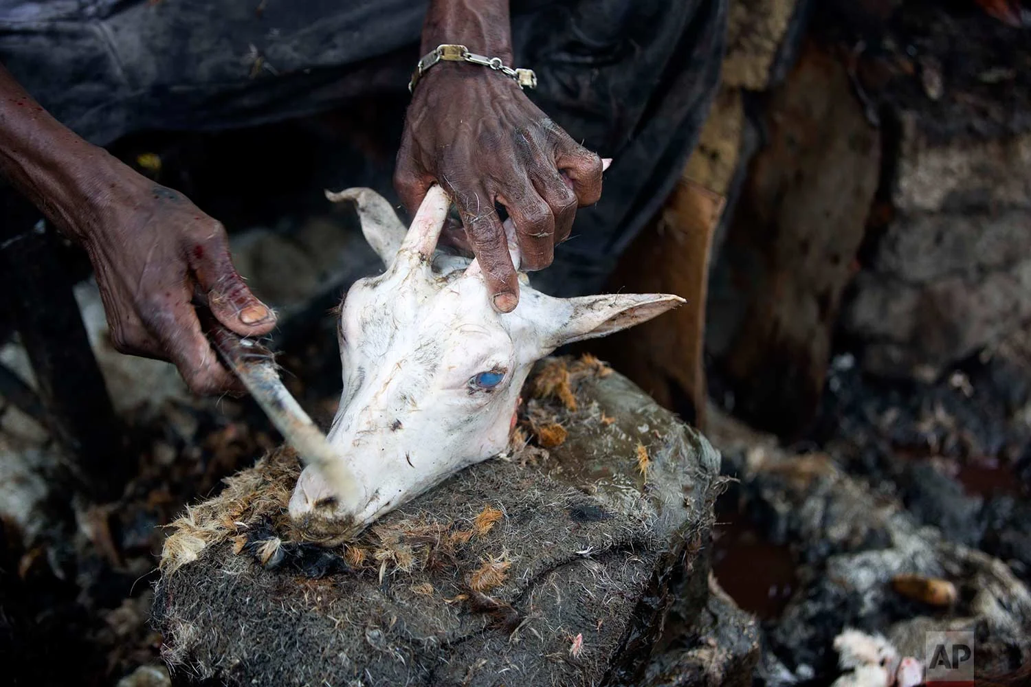 In this Nov. 9, 2017 photo, Gesner Sagaille 65, scrapes hair off a goat’s snout, at the La Saline slaughterhouse, in Port-au-Prince, Haiti. Slaughterhouse workers complain of the squalid working conditions, but also know they have little choice but to keep working at the open-air market. (AP Photo/Dieu Nalio Chery)