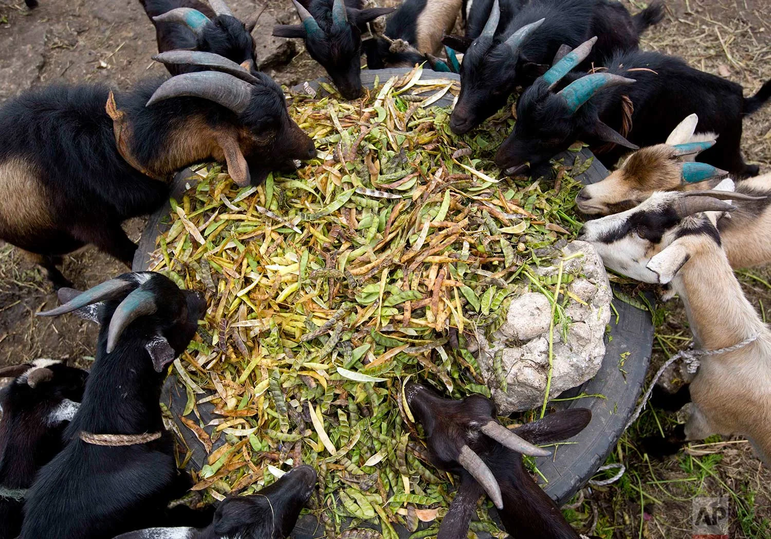 In this Nov. 10, 2017 photo, goats munch on soybean pods at the La Saline slaughterhouse, in Port-au-Prince, Haiti. (AP Photo/Dieu Nalio Chery)