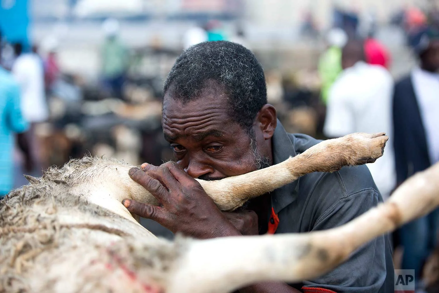 In this Nov. 9, 2017 photo, Chalemagne Nepturne blows air into the leg of a goat carcass to loosen the skin, at the La Saline slaughterhouse in Port-au-Prince, Haiti. The 69-year-old has worked at the open-air market for a year as a “pike kabrit” or goat killer. He is not paid when slaughtering the goats for wholesale clients, but is allowed to keep the testicles and teats, which he in turns sells for a profit. (AP Photo/Dieu Nalio Chery)