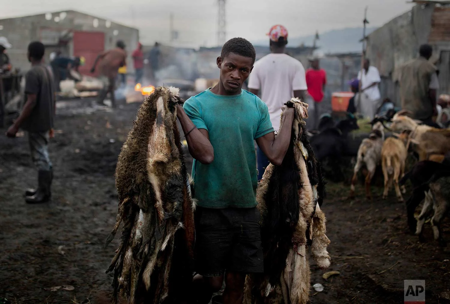 In this Nov. 9, 2017 photo, goat skinner Sonson Pierre hauls goat pelts at the La Saline slaughterhouse, in Port-au-Prince, Haiti. The 28-year-old, who has worked at the open-air market for 12 years, is dismayed that a market which provides meat to most of the capital’s supermarkets and restaurant, is so unregulated. (AP Photo/Dieu Nalio Chery)