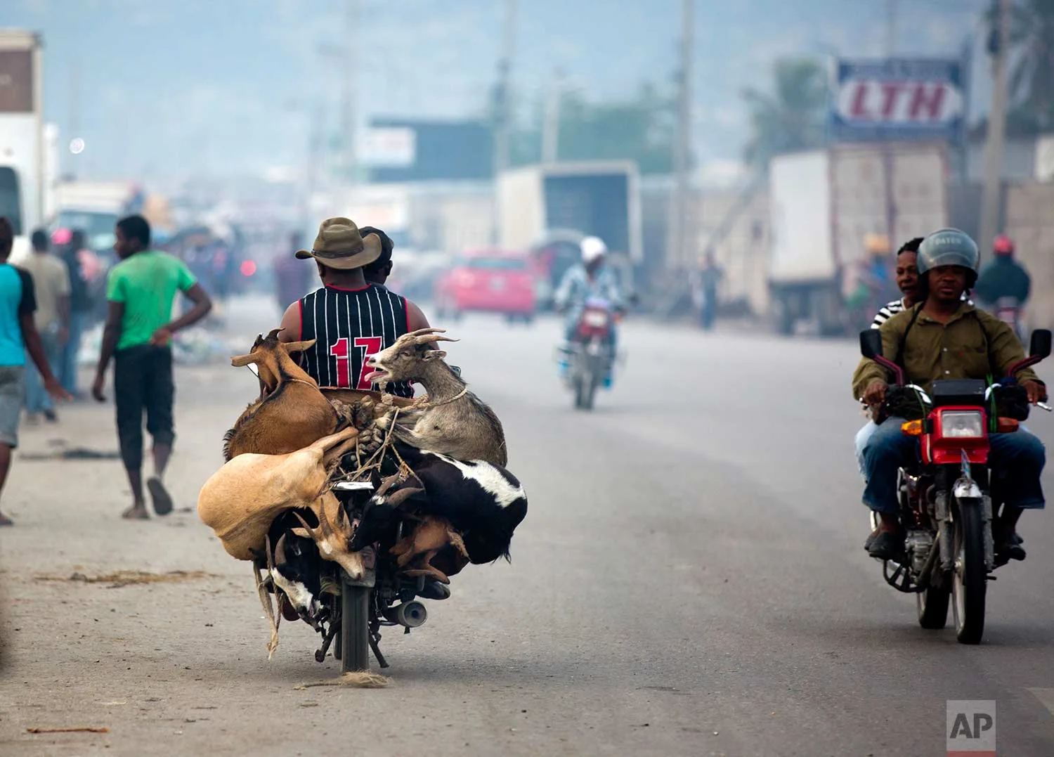 In this Nov. 9, 2017 photo, a moto-taxi driver transports a La Saline slaughterhouse customer and his newly acquired goats, in Port-au-Prince, Haiti. (AP Photo/Dieu Nalio Chery)
