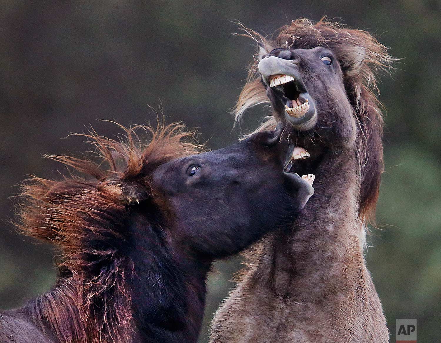  In this Thursday, Oct. 26, 2017 photo, two Icelandic horses play in their paddock in Wehrheim, near Frankfurt, Germany. (AP Photo/Michael Probst) 