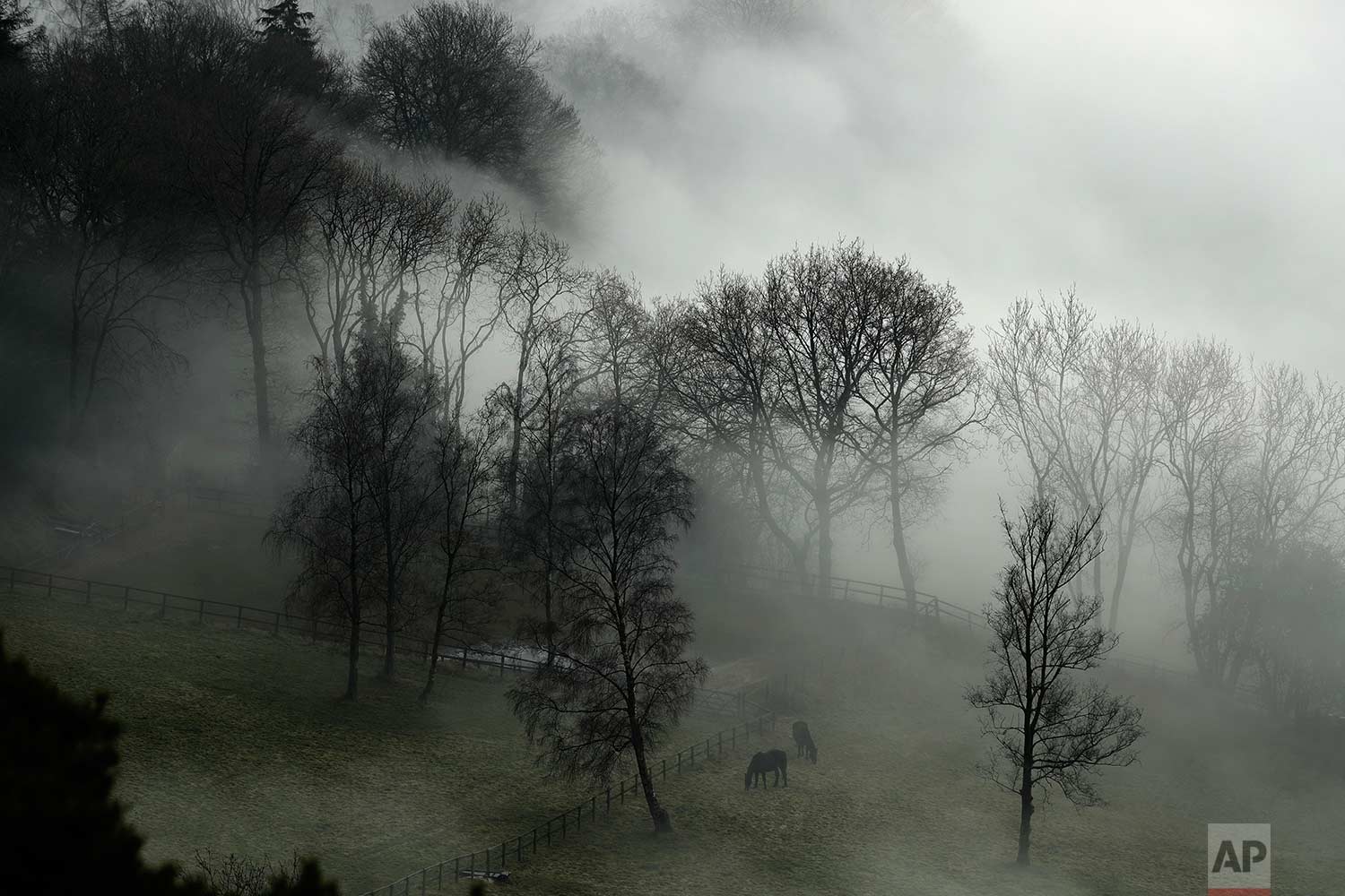  In this Monday, Jan. 23, 2017 photo, horses graze in a paddock with fog enveloping the trees behind them, as seen from Leith Hill in Surrey, south west of London. Thick fog has caused numerous flight delays and cancellations at London Heathrow and o