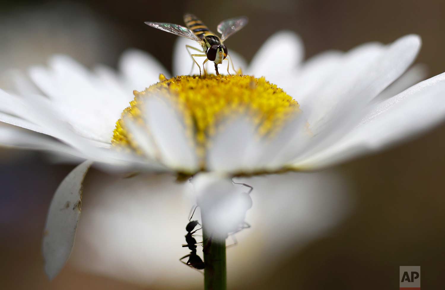  In this Friday, July 21, 2017 photo, a fly, above, and the ant feed on chamomile nectar in a field on the outskirts of Minsk, Belarus, during a sunny summer's day. (AP Photo/Sergei Grits) 